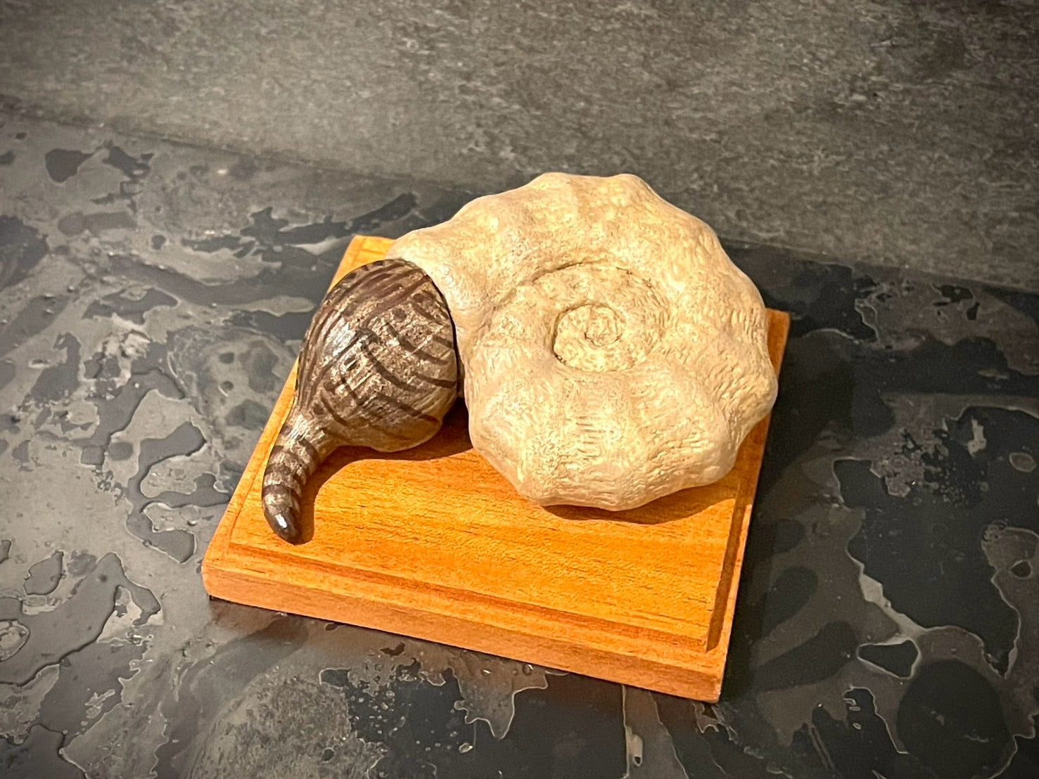 アンモニャイト(警戒中)＊キジトラ Ammonite Cat