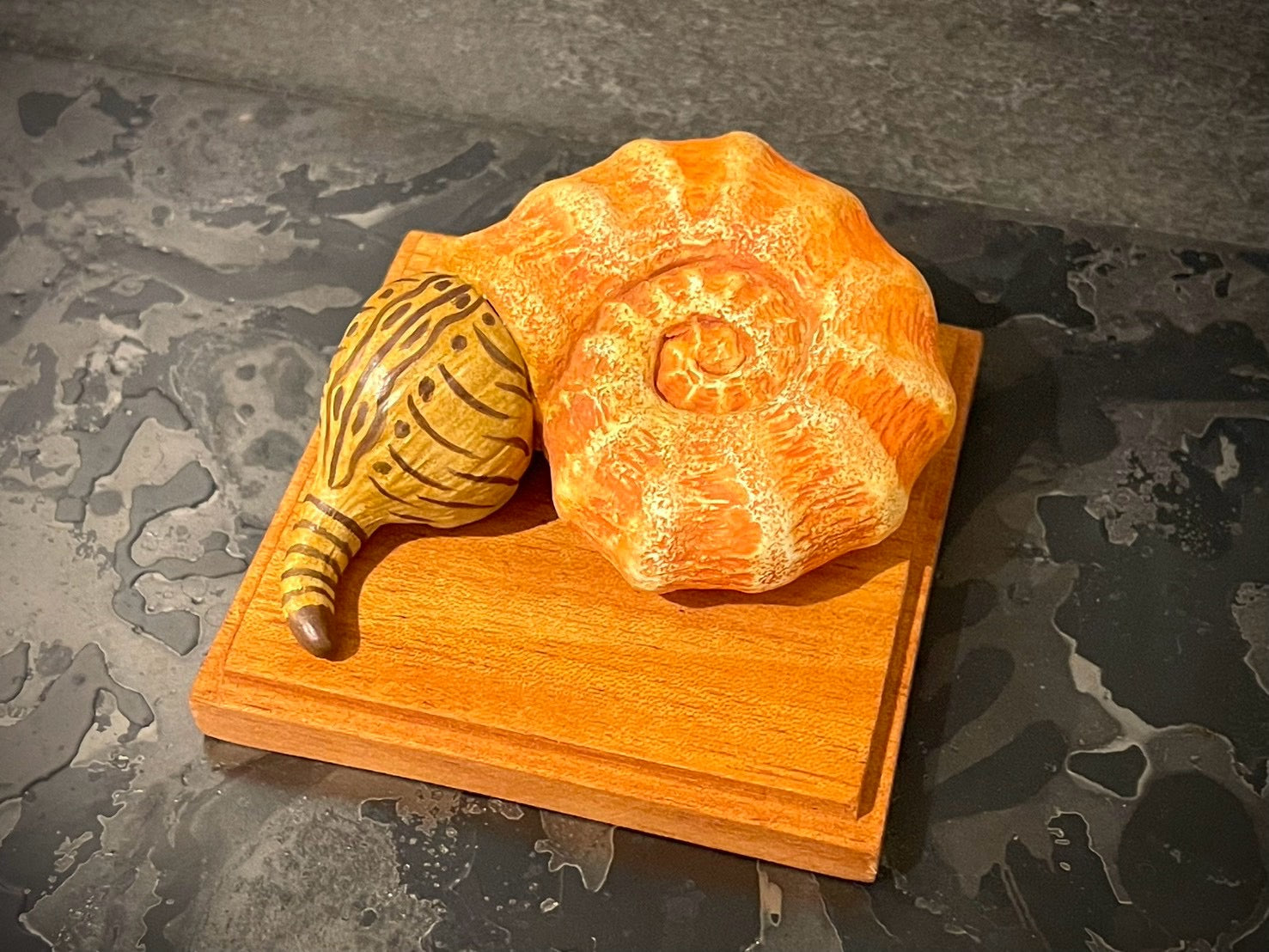 アンモニャイト(警戒中)＊茶トラ Ammonite Cat