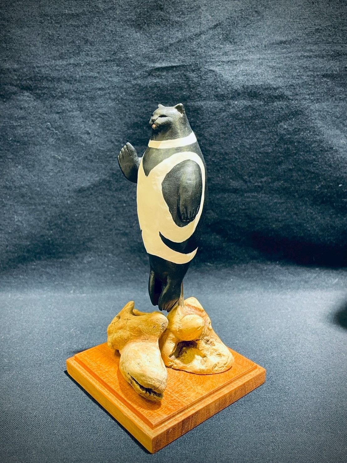 クラカケネコアザラシ(標本)Seal Cat