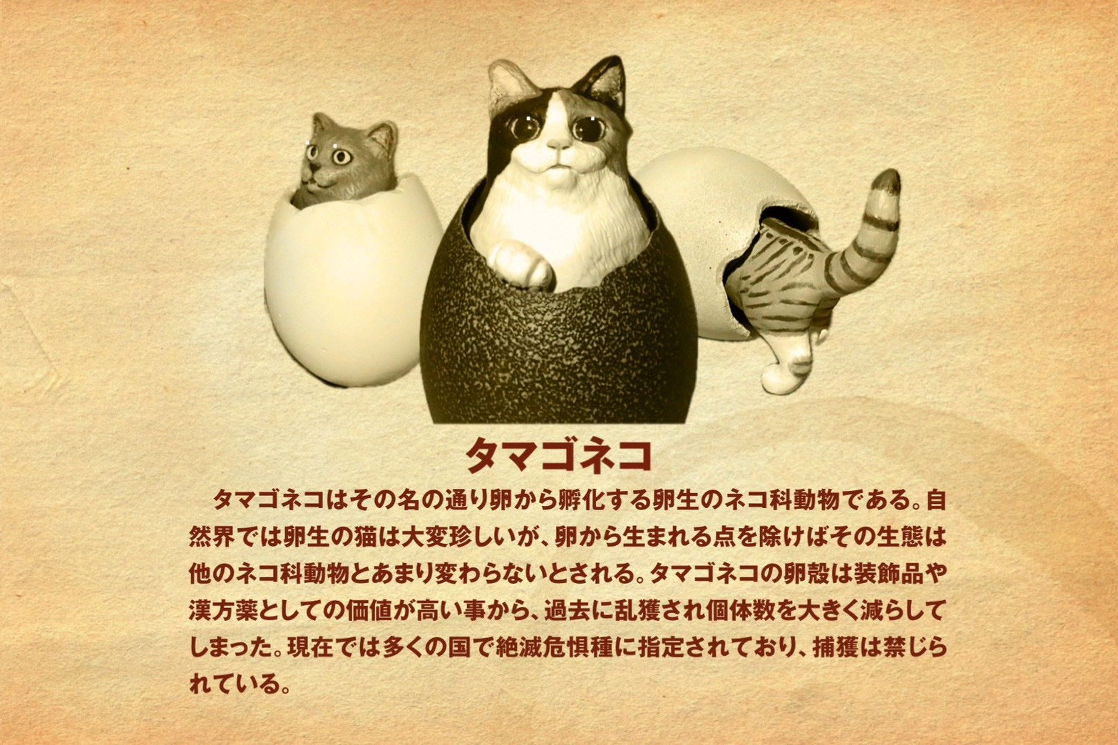 matamata