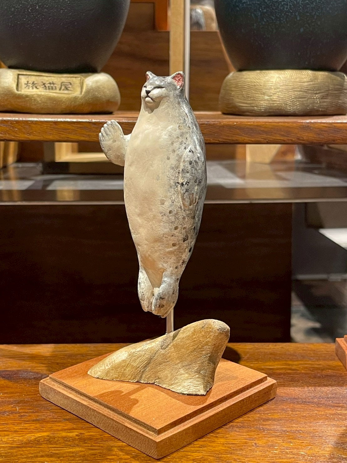 ゴマフネコアザラシ(標本)Seal Cat