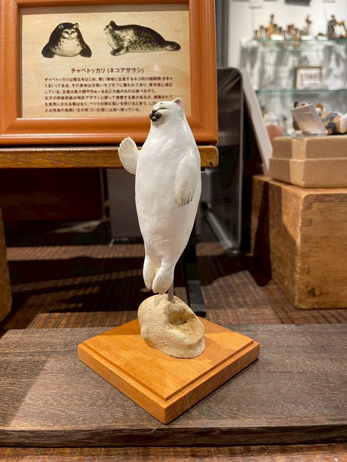 シロネコアザラシ(標本)Seal Cat