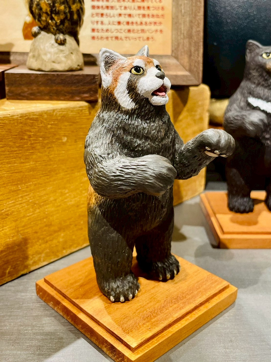 小熊猫猫(レッサーパンダネコ)Bear Cat