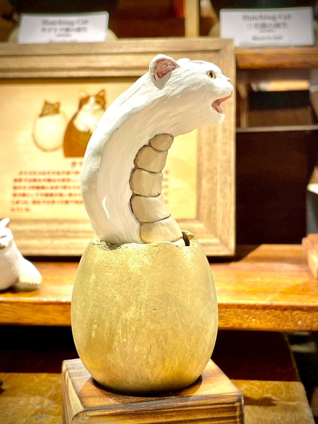 猫蛇(白猫)Kitten Snake