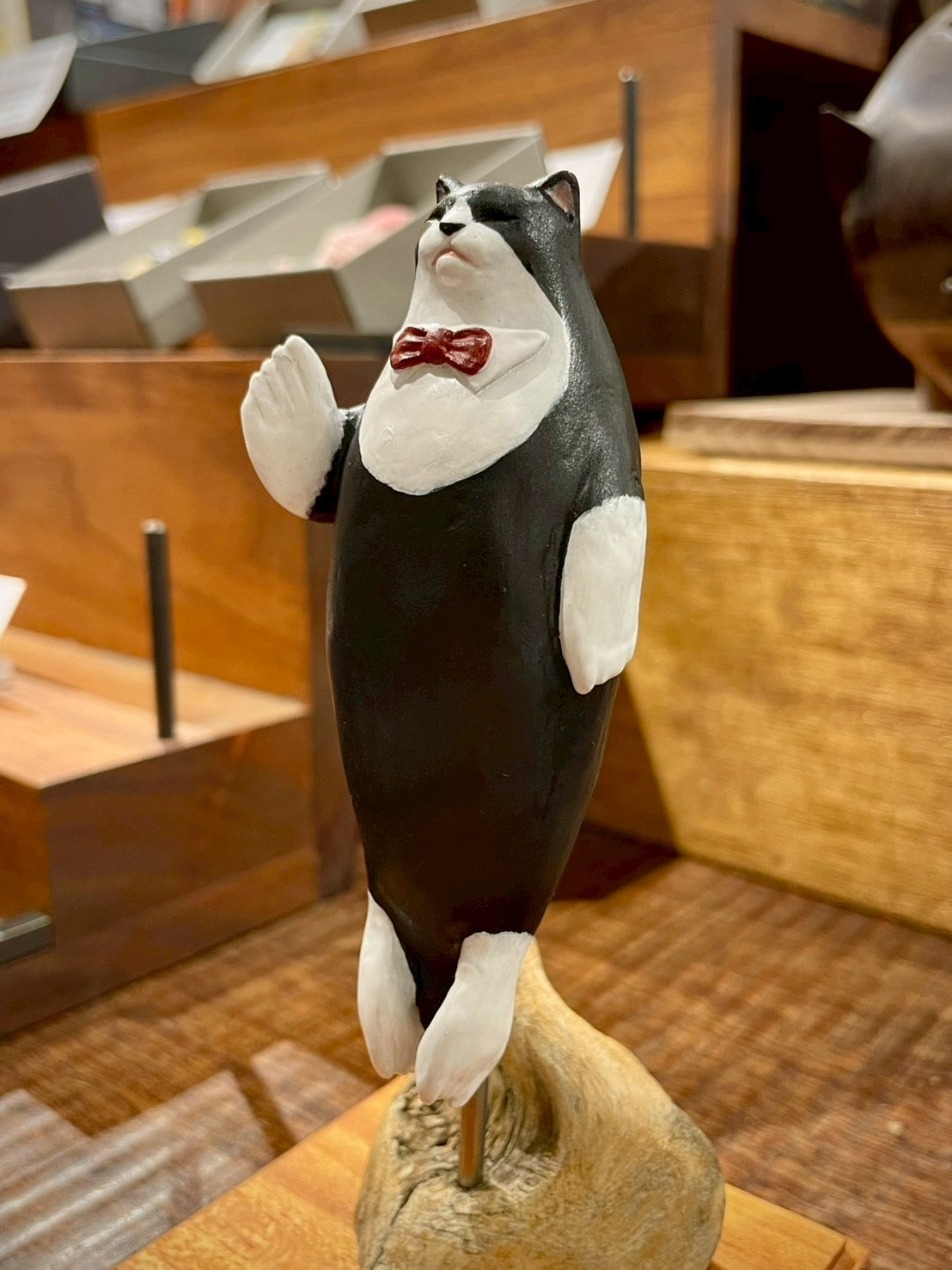 ネコアザラシの標本(サブちゃん)Seal Cat