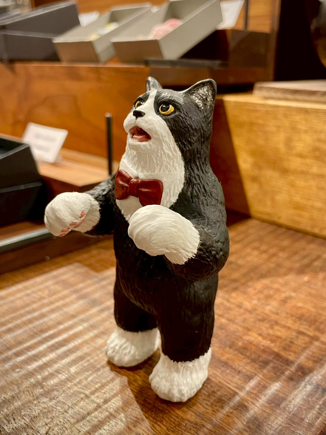 クマネコ(サブちゃん)Bear Cat