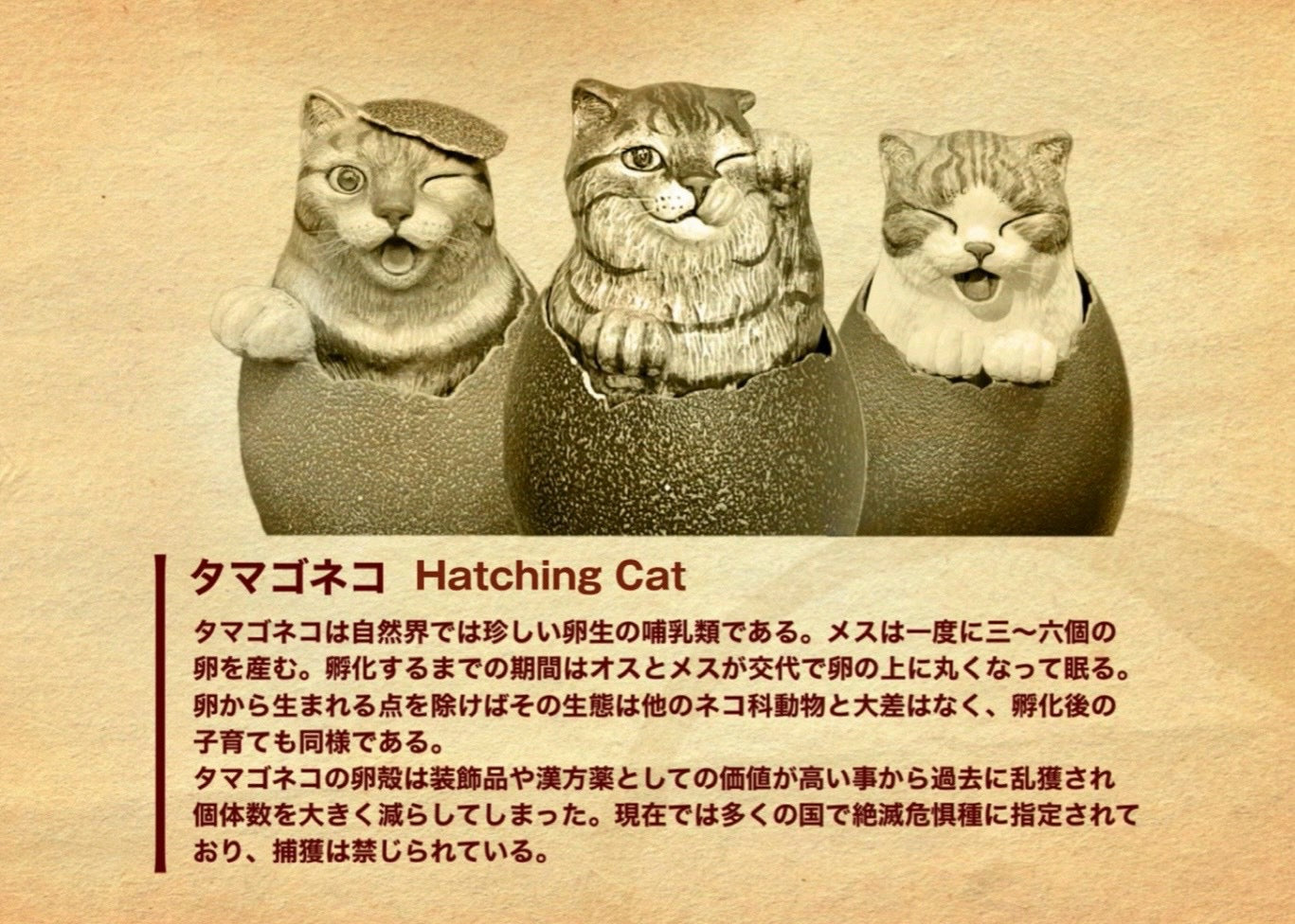 Hatching Cat ~シャム猫の誕生~